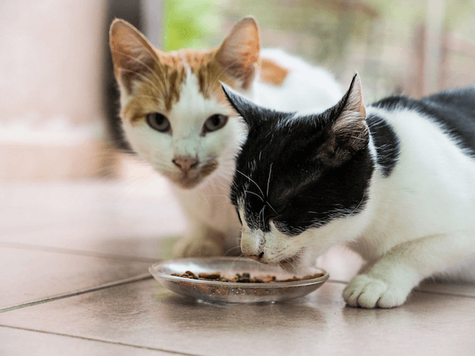 2 cats eating from a dish
